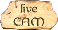 Live-cam